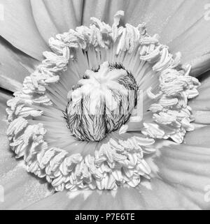 Floral fine art still life detailed monochrome black and white macro flower portrait of the inner of a single isolated satin/silk poppy wide opened Stock Photo