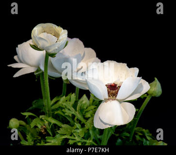 Detailed fine art still life colorful seasonal macro front view portrait of a bright violet blooming buttercup blossom Stock Photo