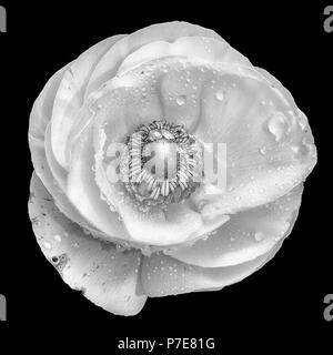 Detailed fine art still life spring  monochrome macro flower top view portrait  of a single isolated wide open blooming buttercup blossom,black back Stock Photo
