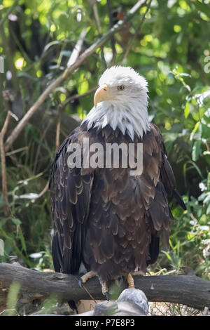 American Bald Eagle (Haliaeetus leucocephalus) portrait. Stock Photo