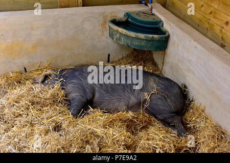 Female pig sow laying down in straw Stock Photo