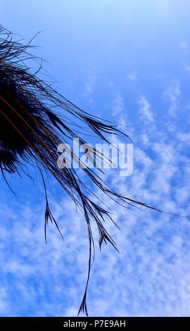 Peacock feathers against a blue sky Stock Photo