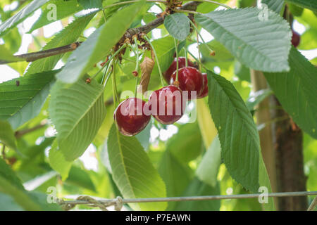 Red cherries hanging on a cherry tree. Stock Photo