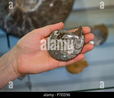 Woman holding ammonite fossil in her hand. Stock Photo