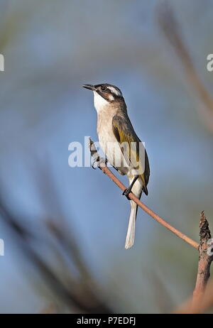 Light-vented Bulbul Or Chinese Bulbul, Pycnonotus Sinensis Stock Photo 