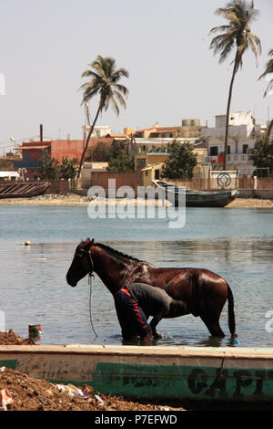 African man washing his horse in the Senegal river at the city center of Saint-Louis-du-Sénégal Stock Photo