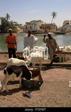 Friendly herdsmen and their goats at the bank of the Senegal river in the city center of Saint-Louis-du-Senegal in Senegal Stock Photo