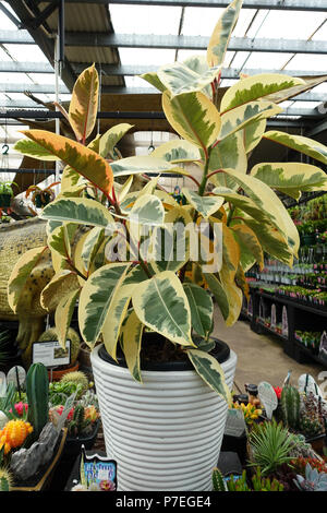 Ficus White Lightning plants growing in a pot Stock Photo