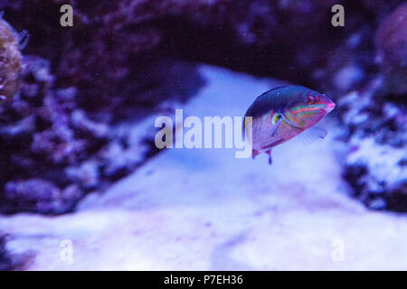 Marble wrasse Halichoeres hortulanus swims along a coral reef. Stock Photo