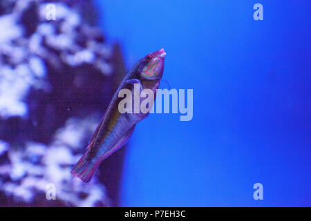 Marble wrasse Halichoeres hortulanus swims along a coral reef. Stock Photo