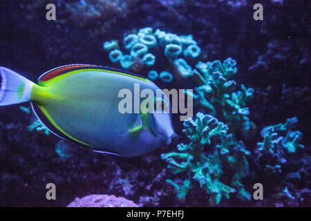 Powder brown surgeonfish Acanthurus japonicas swims across the coral reef. Stock Photo