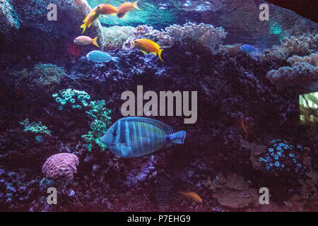 Sailfin tang Zebrasoma veliferum swims through a coral reef. Stock Photo