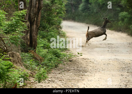 A leopard trying to hunt a sambar deer, Stock Photo