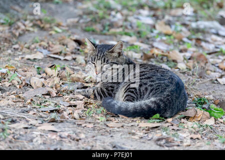 Adult cat lies on the ground with the fall leaves and screws up one's eyes Stock Photo