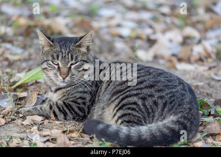 Adult cat lies on the ground with the fall leaves and looks directly at you and screws up one's eyes Stock Photo