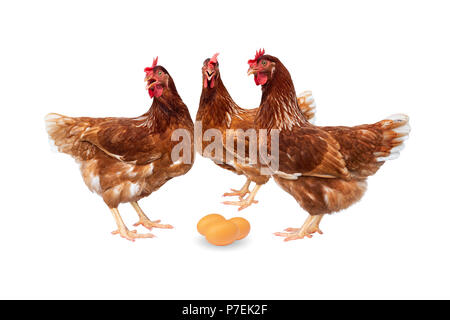 Brown hens with eggs isolated on white background, Chickens isolated on white. Stock Photo