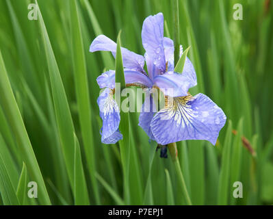 One blue iris on green background of the garden with water drops Stock Photo