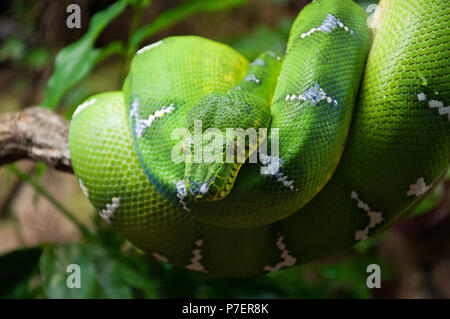 Green tree python Morelia Viridis wrappedaround a branch macro Stock Photo