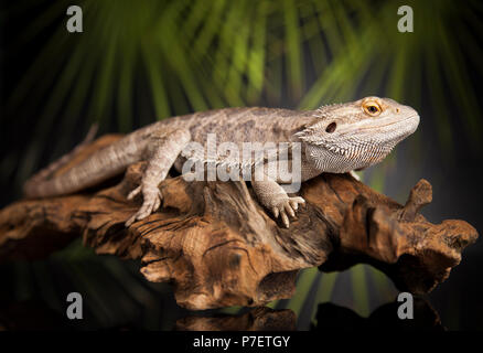 Black sale pet lizard