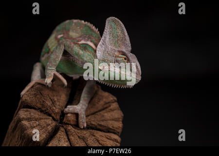 Green chameleon on the root, lizard, black background Stock Photo