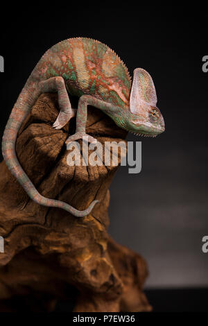 Green chameleon on the root, lizard, black background Stock Photo