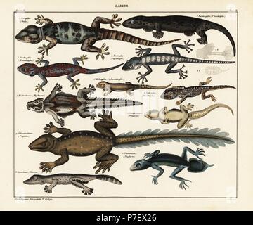 Stellion, Stellagama stellio, turnip-tailed gecko, Thecadactylus rapicauda, gecko, Hemidactylus species, flying gecko, Ptychozoon horsfieldii, Lichtenstein's short-fingered gecko, Stenodactylus sthenodactylus, flat-tail gecko, Hemidactylus platyurus, leaf-tail gecko, Uroplatus fimbriatus, Rhacoessa species, and southern leaf-tail gecko, Phyllurus platurus. Lithograph from Lorenz Oken's Universal Natural History, Allgemeine Naturgeschichte fur alle Stande, Stuttgart, 1841. Stock Photo