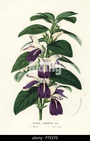 Justicia cydoniifolia (Adhatoda cydoniifolia). Handcoloured lithograph from Louis van Houtte and Charles Lemaire's Flowers of the Gardens and Hothouses of Europe, Flore des Serres et des Jardins de l'Europe, Ghent, Belgium, 1857. Stock Photo
