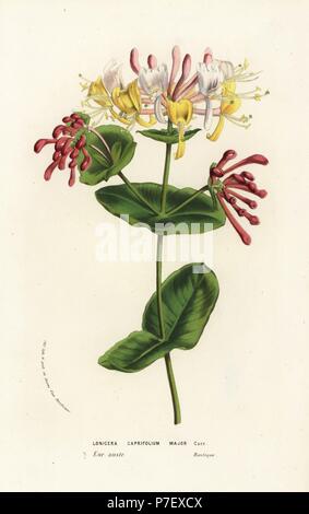 Goat-leaf honeysuckle or Italian honeysuckle, Lonicera caprifolium major. Handcoloured lithograph from Louis van Houtte and Charles Lemaire's Flowers of the Gardens and Hothouses of Europe, Flore des Serres et des Jardins de l'Europe, Ghent, Belgium, 1856. Stock Photo
