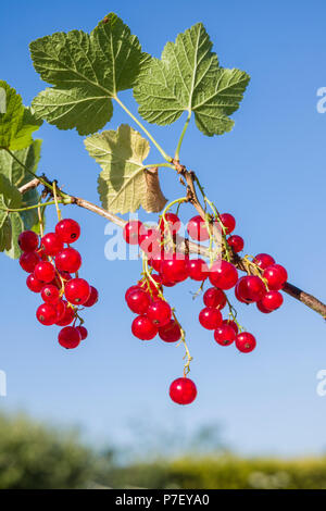 Ripe red currants Rovada ready forthe kitchen in UK Stock Photo