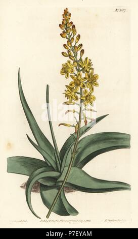 Bulbine alooides (Aloe-leaved anthericum, Anthericum alooides). Handcoloured copperplate engraving by F. Sansom Jr. after an illustration by Sydenham Edwards from William Curtis' Botanical Magazine, T. Curtis, London, 1810. Stock Photo
