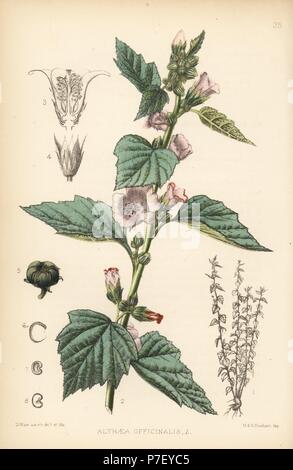 Marsh mallow, Althaea officinalis. Handcoloured lithograph by Hanhart after a botanical illustration by David Blair from Robert Bentley and Henry Trimen's Medicinal Plants, London, 1880. Stock Photo