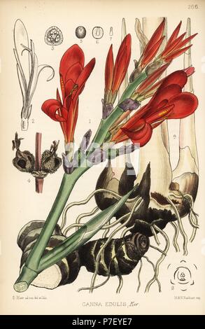 Indian shot, achira or meeru, Canna indica (Canna edulis). Handcoloured lithograph by Hanhart after a botanical illustration by David Blair from Robert Bentley and Henry Trimen's Medicinal Plants, London, 1880. Stock Photo