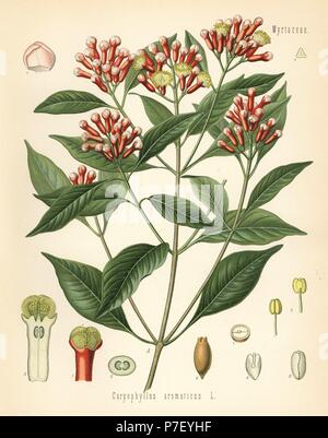 Clove, Caryophyllus aromaticus. Chromolithograph after a botanical illustration from Hermann Adolph Koehler's Medicinal Plants, edited by Gustav Pabst, Koehler, Germany, 1887. Stock Photo