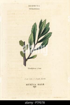 Sweet gale or Dutch myrtle, Myrica gale. Handcoloured copperplate engraving after an illustration by Richard Duppa from his The Classes and Orders of the Linnaean System of Botany, Longman, Hurst, London, 1816. Stock Photo