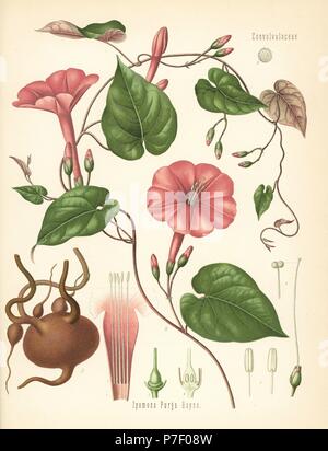 Jalap, Ipomoea purga. Chromolithograph after a botanical illustration from Hermann Adolph Koehler's Medicinal Plants, edited by Gustav Pabst, Koehler, Germany, 1887. Stock Photo