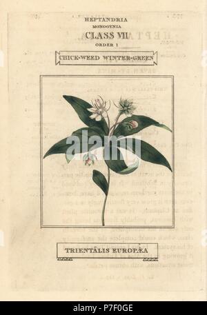 Chickweed wintergreen, Lysimachia europaea (Trientalis europaea). Handcoloured copperplate engraving after an illustration by Richard Duppa from his The Classes and Orders of the Linnaean System of Botany, Longman, Hurst, London, 1816. Stock Photo