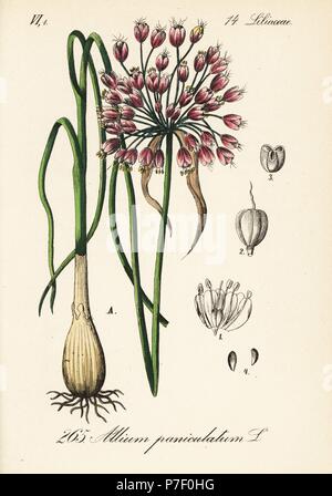 Mediterranean onion, Allium paniculatum. Handcoloured lithograph from Diederich von Schlechtendal's German Flora (Flora von Deutschland), Jena, 1871. Stock Photo