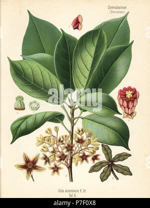 Kola nut or kola tree, Cola acuminata. Chromolithograph after a botanical illustration from Hermann Adolph Koehler's Medicinal Plants, edited by Gustav Pabst, Koehler, Germany, 1887. Stock Photo