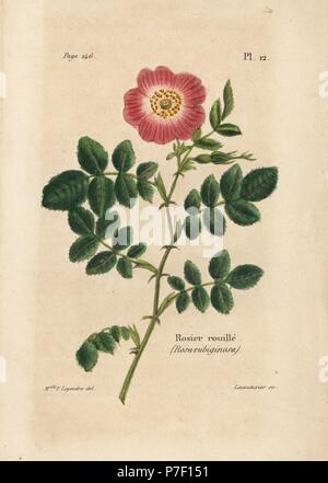 Sweetbriar rose, Rosier rouille, Rosa rubiginosa. Handcoloured lithograph by Lecouturier after a botanical illustration by Mlle. F. Legendre from Pierre Boitard's Rose-Lover's Complete Manual, Roret, Paris 1836. Stock Photo