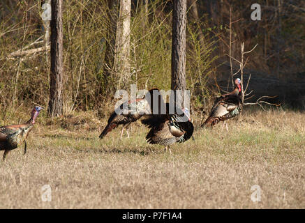 Wild turkey gobblers toms hens poult field Stock Photo