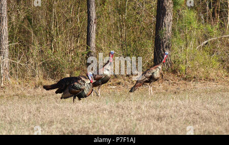 Wild turkey gobblers toms hens poult field Stock Photo