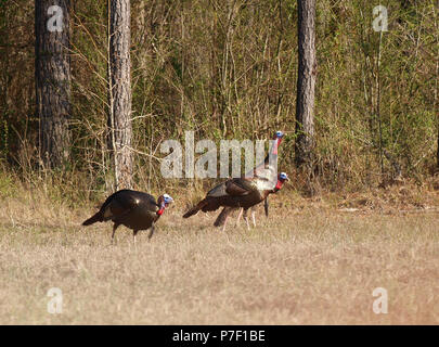 Wild turkey gobblers toms hens poult field Stock Photo