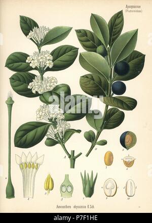 Mupta or mptah, Acokanthera schimperi (Acocanthera abyssinica). Chromolithograph after a botanical illustration from Hermann Adolph Koehler's Medicinal Plants, edited by Gustav Pabst, Koehler, Germany, 1887. Stock Photo