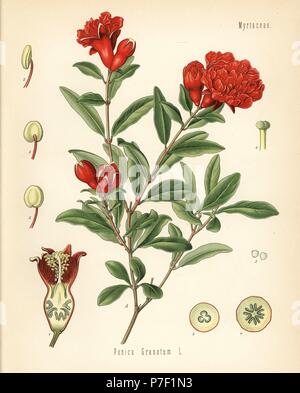 Pomegranate, Punica granatum. Chromolithograph after a botanical illustration from Hermann Adolph Koehler's Medicinal Plants, edited by Gustav Pabst, Koehler, Germany, 1887. Stock Photo