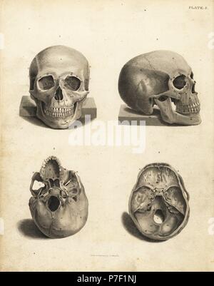 Views of the human skull. Copperplate engraving by Edward Mitchell after an anatomical illustration by Jean-Joseph Sue from John Barclay's A Series of Engravings of the Human Skeleton, MacLachlan and Stewart, Edinburgh, 1824. Stock Photo