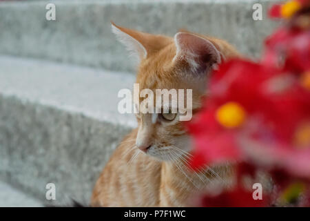 Portrait of a ginger cat behind red flowers. Selective focus. Stock Photo