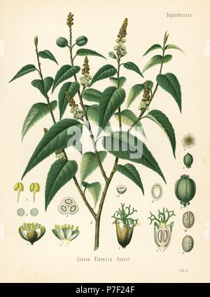 Cascarilla, Croton eluteria. Chromolithograph after a botanical illustration from Hermann Adolph Koehler's Medicinal Plants, edited by Gustav Pabst, Koehler, Germany, 1887. Stock Photo