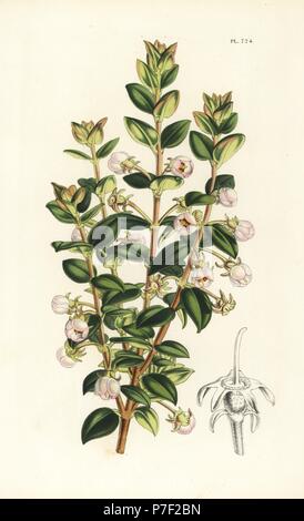 Chilean guava or strawberry myrtle, Ugni molinae (Eugenia ugni). Handcoloured lithograph from Louis van Houtte and Charles Lemaire's Flowers of the Gardens and Hothouses of Europe, Flore des Serres et des Jardins de l'Europe, Ghent, Belgium, 1851. Stock Photo