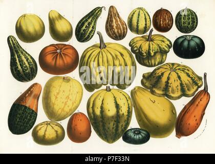Varieties of squash, pumpkin and gourd, Cucurbita pepo and Cucurbita maxima. Handcoloured lithograph from Louis van Houtte and Charles Lemaire's Flowers of the Gardens and Hothouses of Europe, Flore des Serres et des Jardins de l'Europe, Ghent, Belgium, 1857. Stock Photo