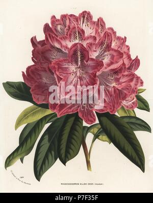 rhododendron-or-shakunage-